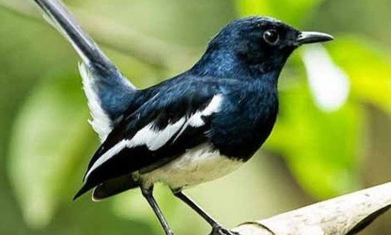বাংলাদেশের পাখি রচনা